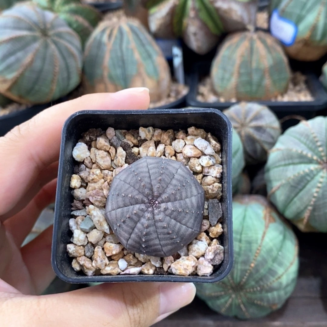 欧系实生布纹球 一物一拍
