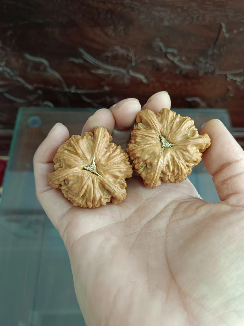 精品大粗筋闷尖白狮子三棱42尺