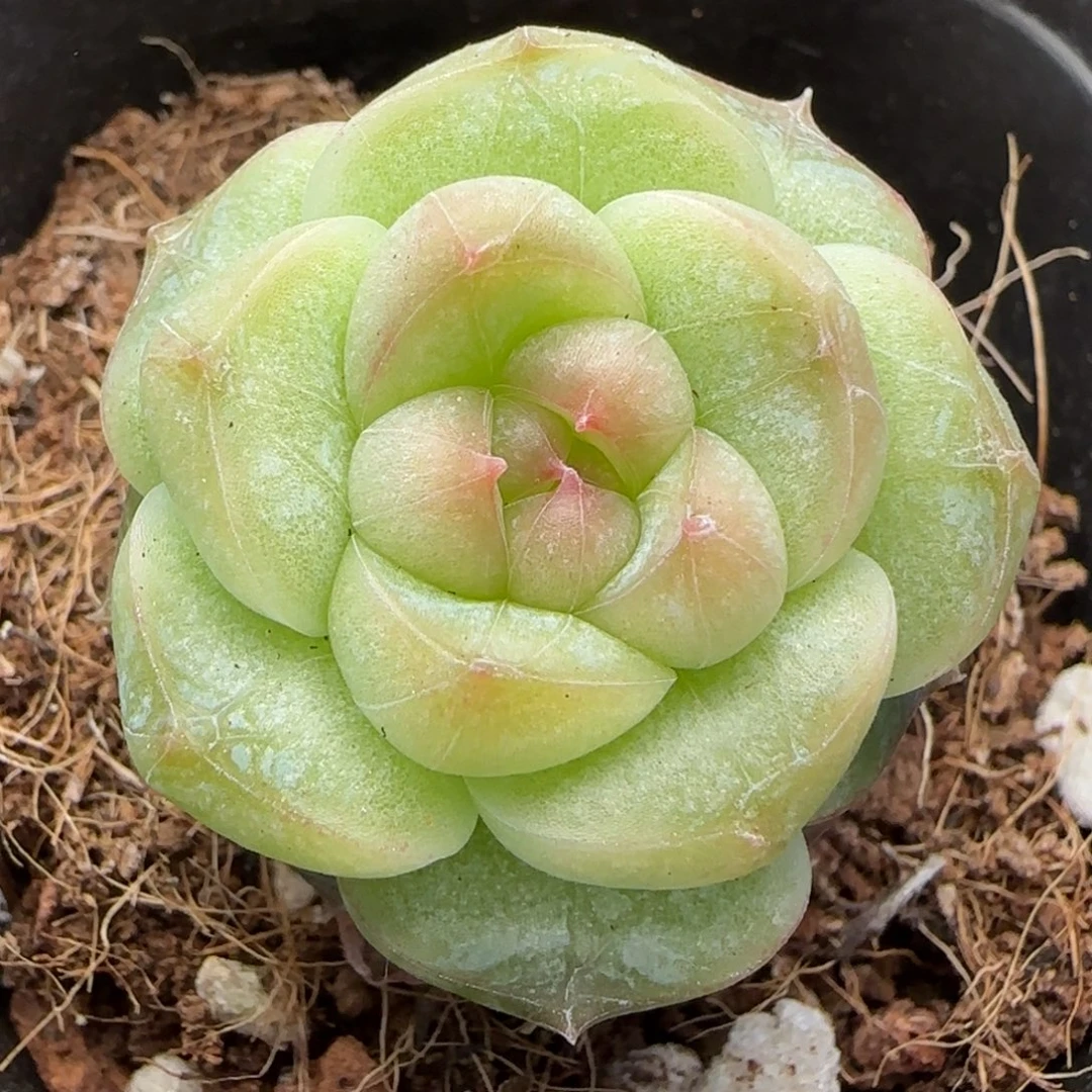 【29包邮非偏远】824开播福利