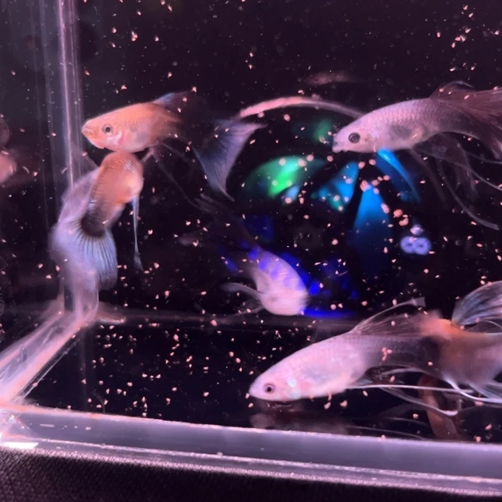 海水鱼蓝礼服蝴蝶绒球母6条