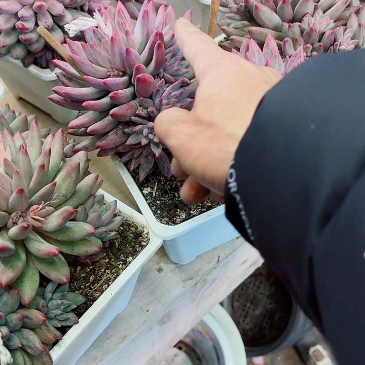 流沙体虞美人精品多肉盆栽下播福利