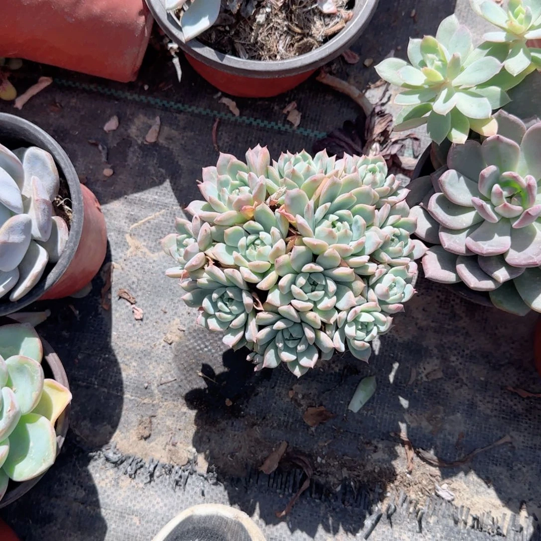 无花朵群生120像tp