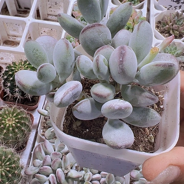 乒乓群19包邮多肉植物
