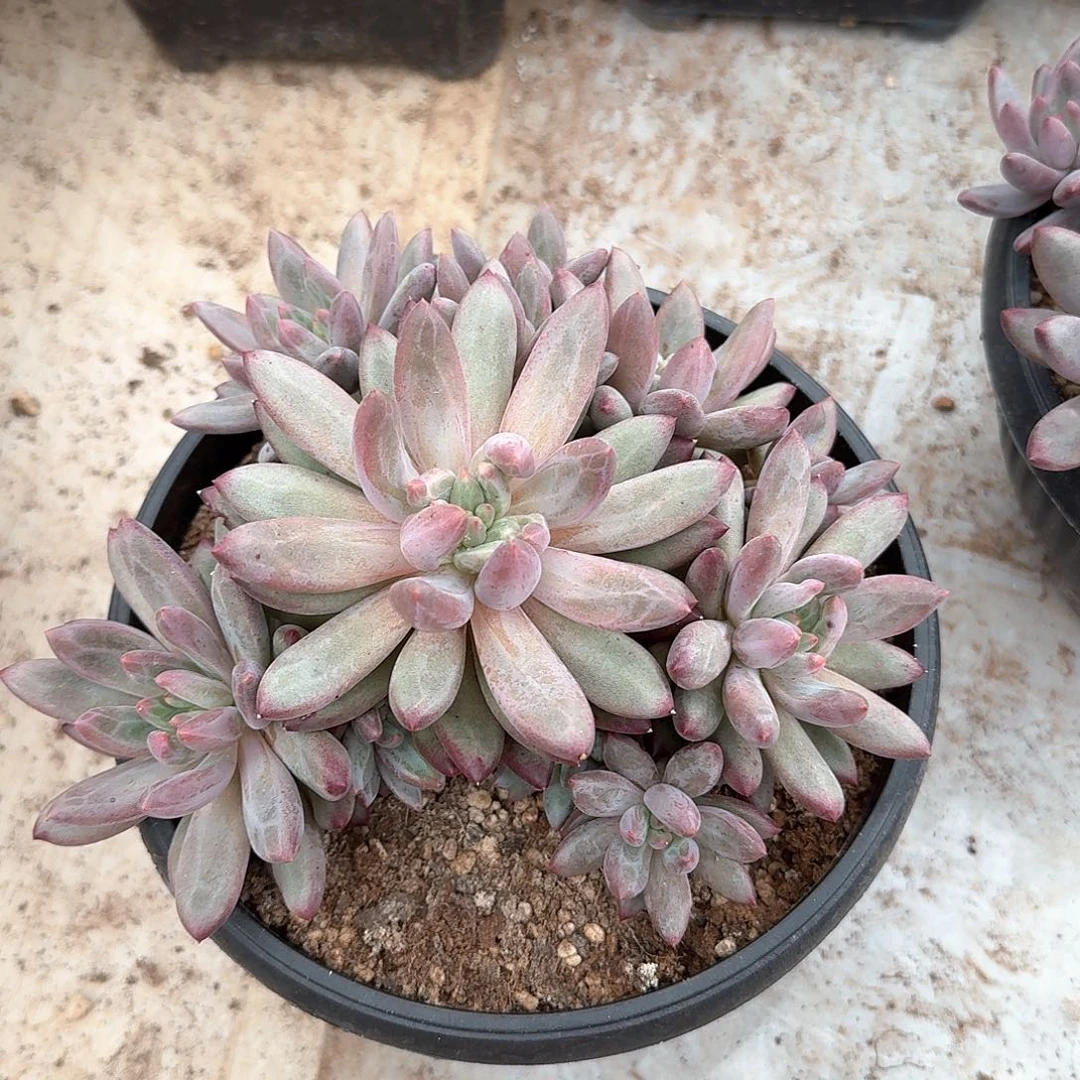 车厘子整无砍群生18公分