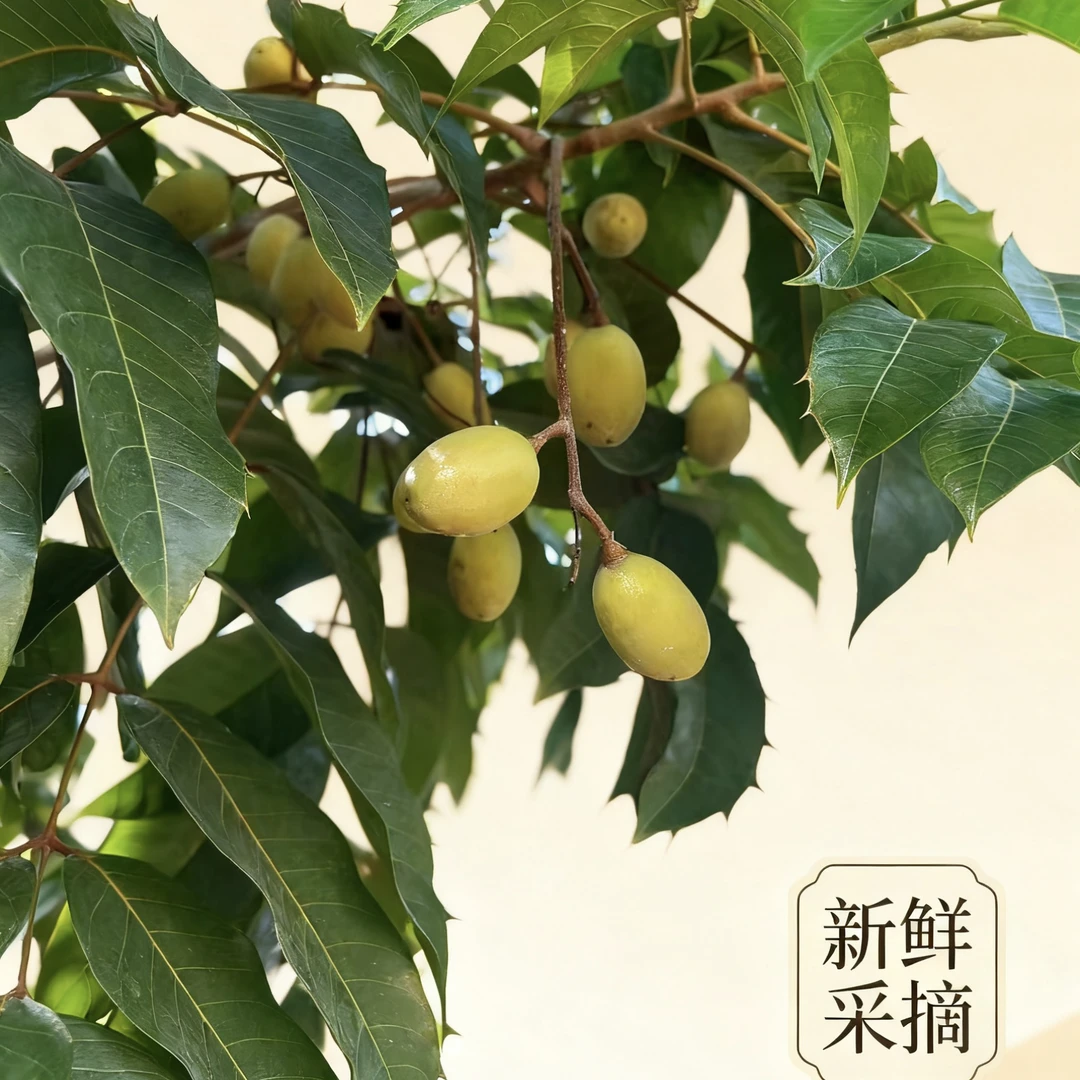 【云姐优选】本地正宗原味新鲜现摘纳种橄榄生吃 煲汤