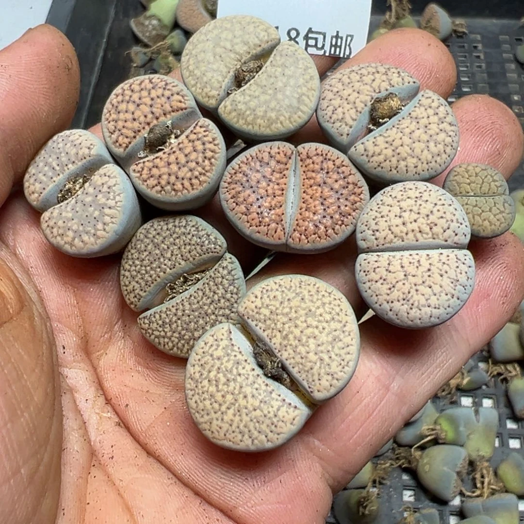 【闪购商品】 810。