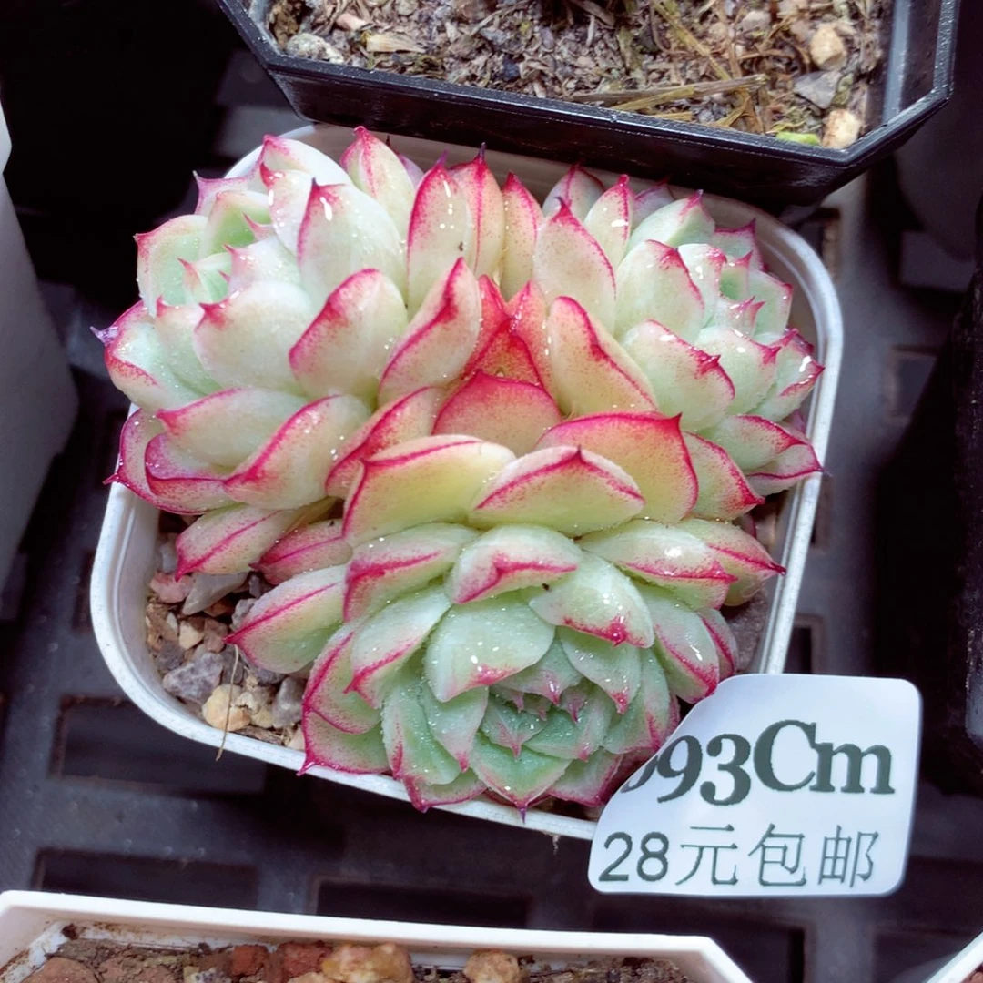 5厘米盆精控多肉693