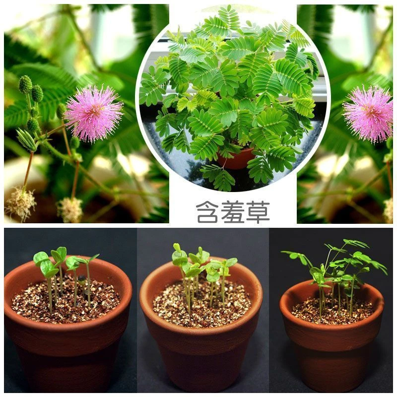 含羞草种子盆栽室内外绿植含羞草籽观赏趣味手碰收缩害羞草孑四季