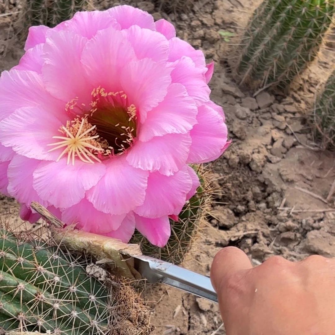 197号毛花柱大塘果