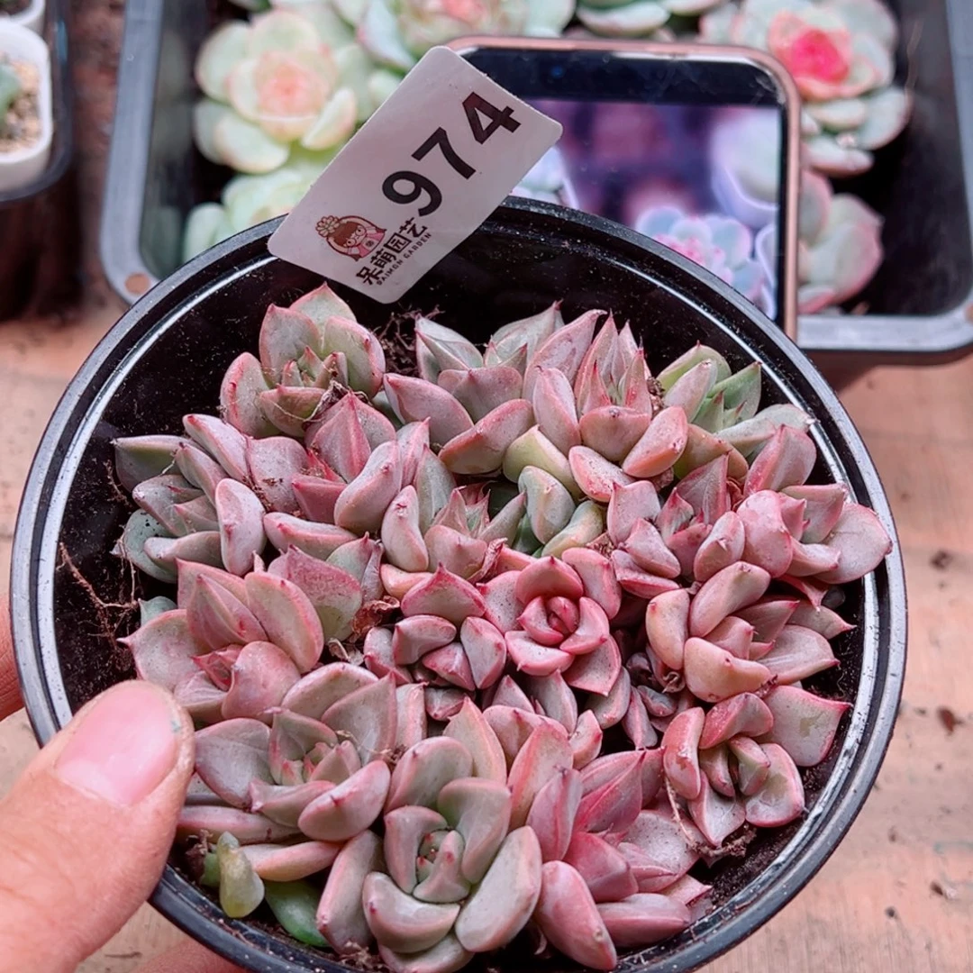 多肉植物多肉植物