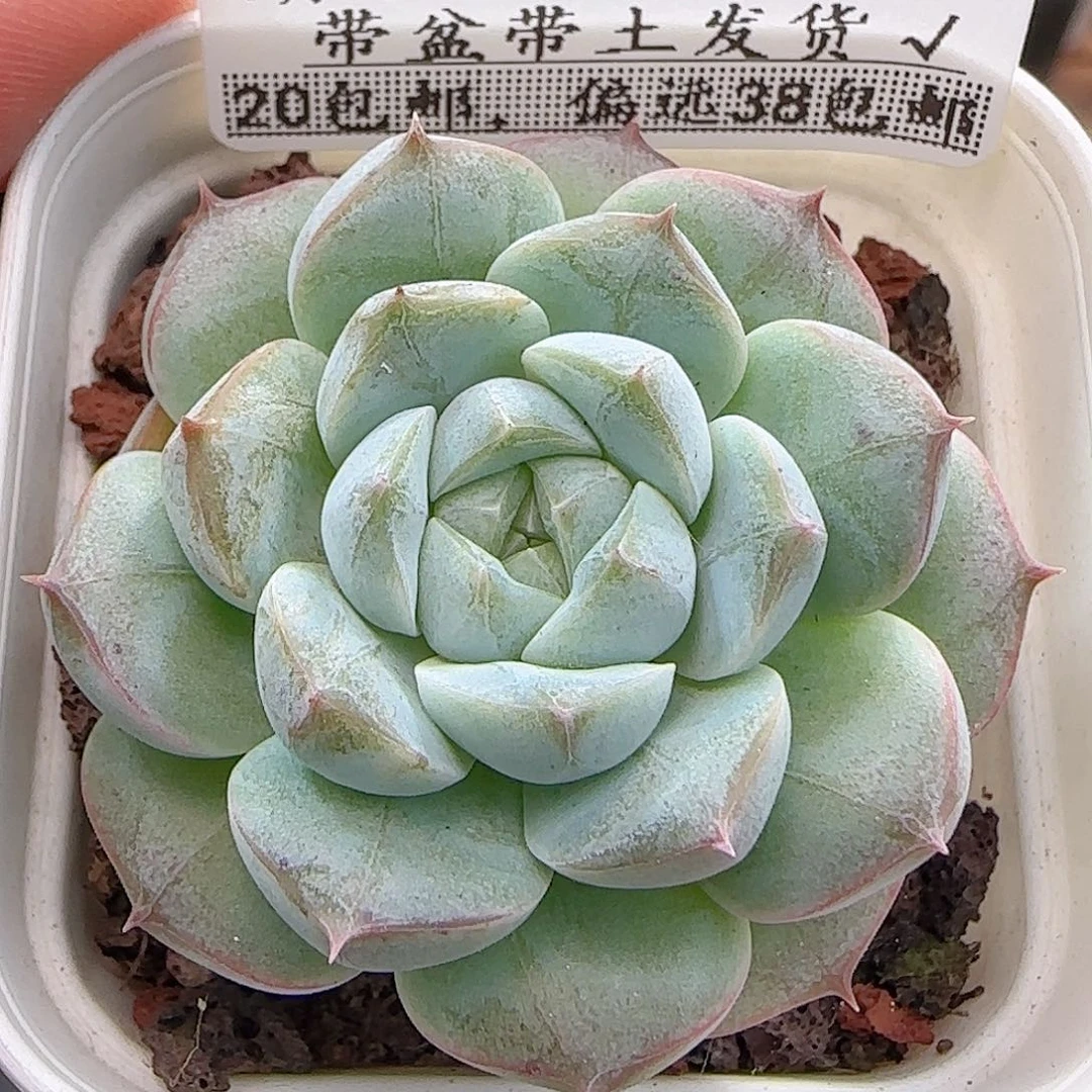 多肉0915--259福利