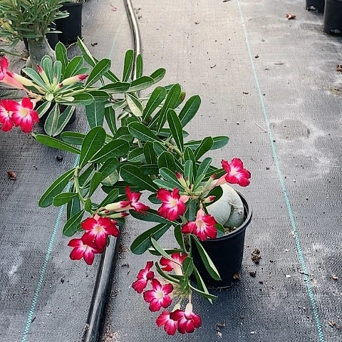 【闪购商品】无花朵?****?