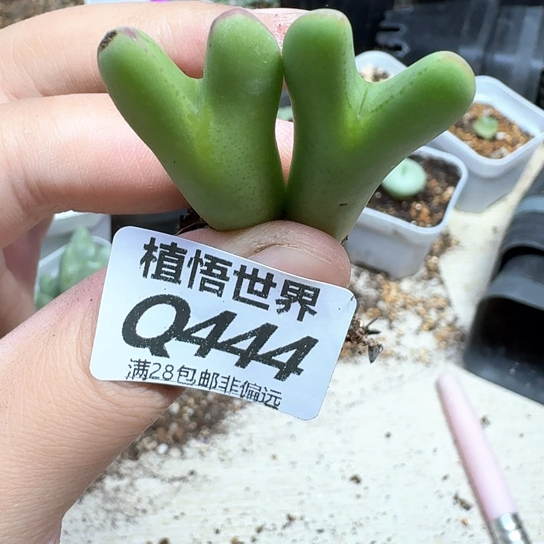 的润泽的人生地方vg