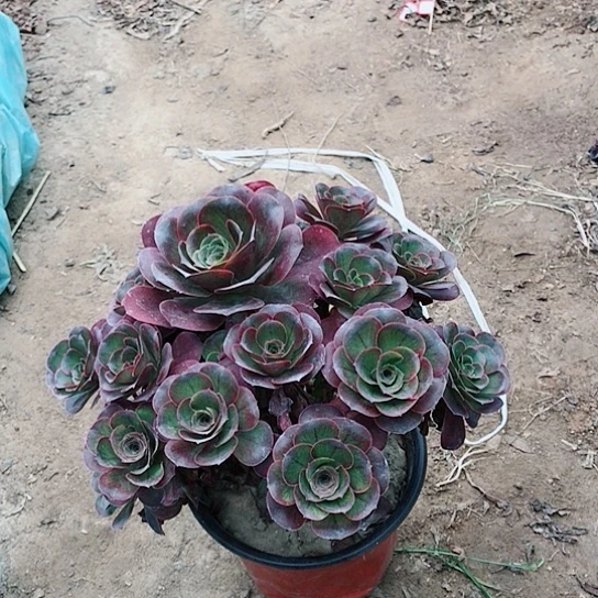 魅金玫瑰法师多肉植物8