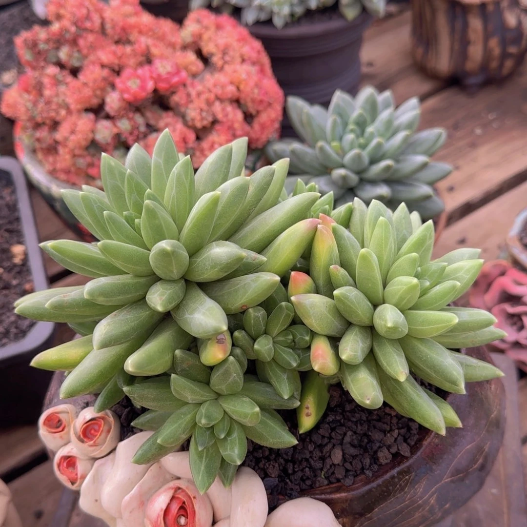 一***沙多肉植物多肉植物