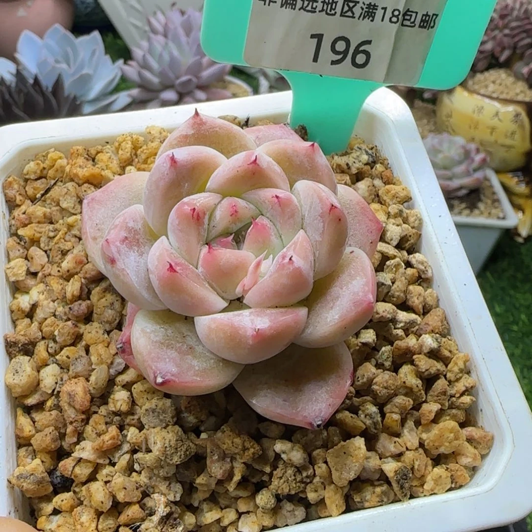 唐二姐多肉编号196