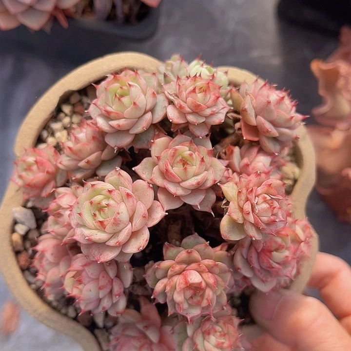 笨吧1782多肉植物