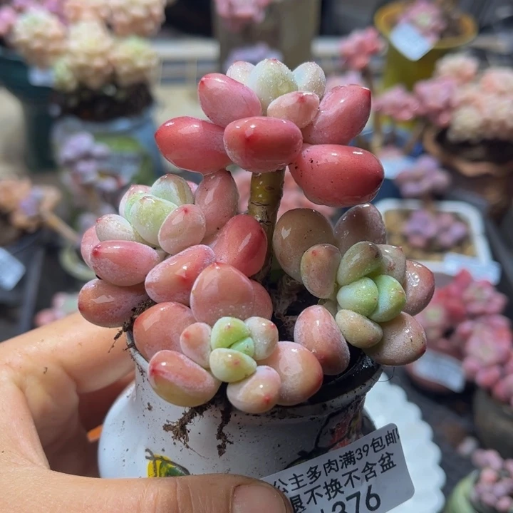 376 樱花洛神7 厘米