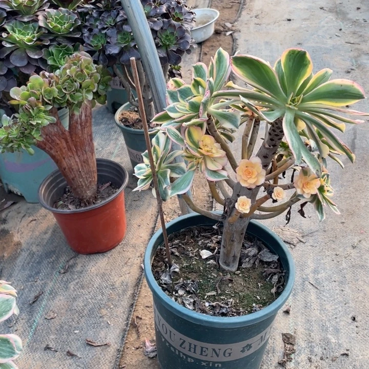 50灿烂多肉多肉植物多肉