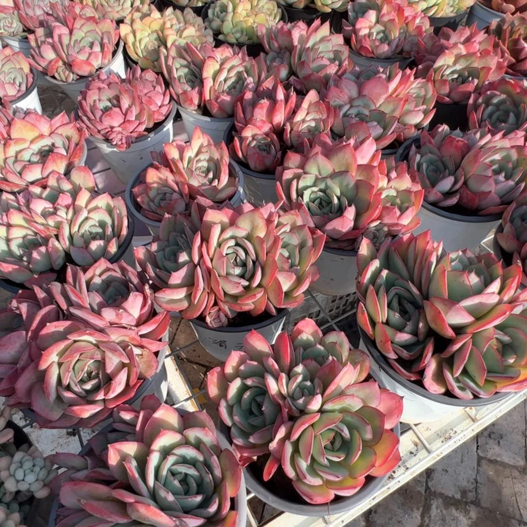 新疆包邮 牡丹亭