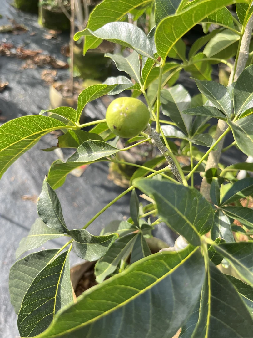 果之缘 精选 状元红，一物一拍