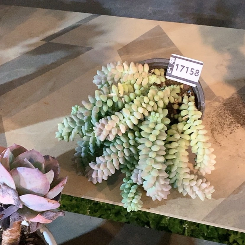 【闪购商品】玉坠17158