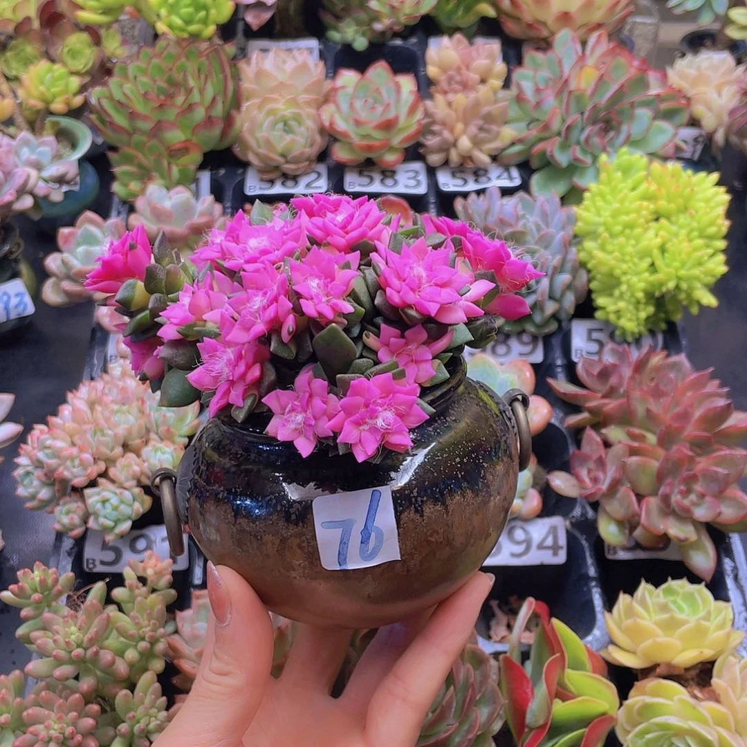 微***笑花钱花钱花钱花钱花钱