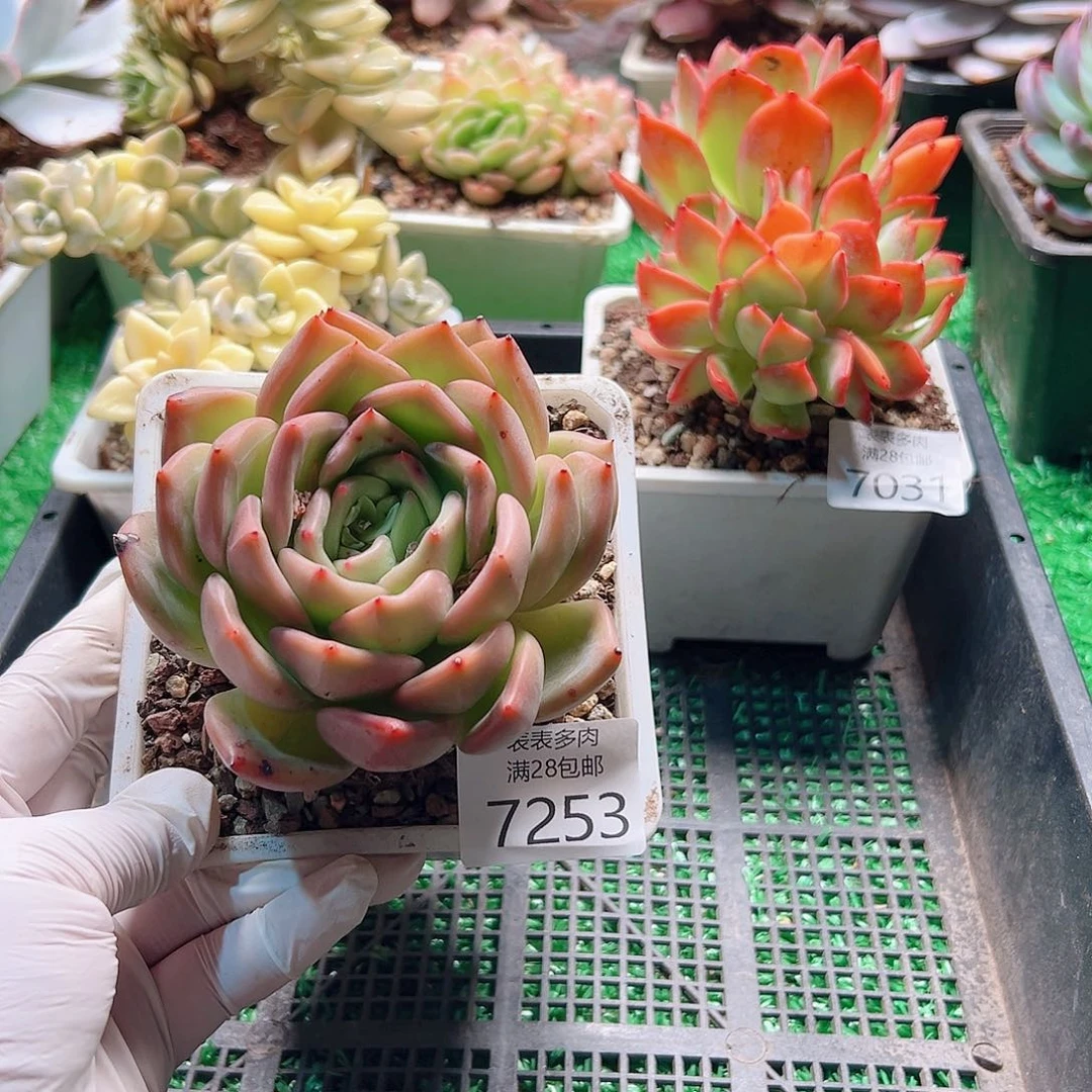 无花朵多肉一物一拍7253