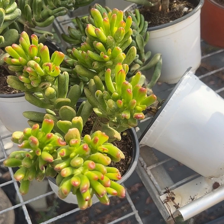 招财猫多肉植物精品