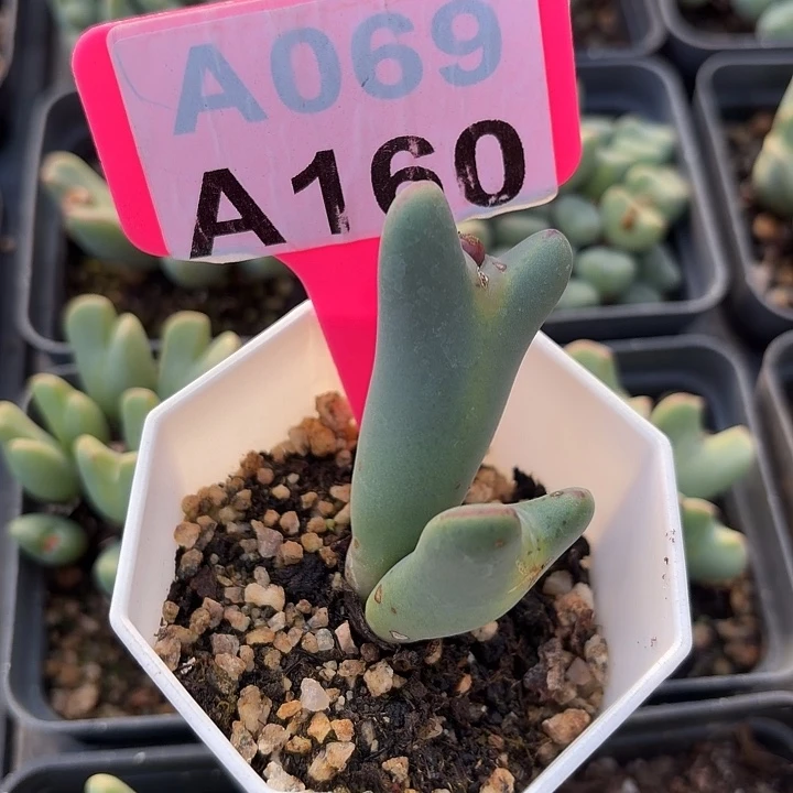 花***主160mmmmmmmnnnnhghh