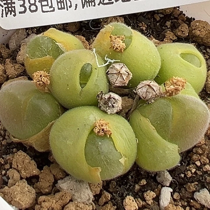 无花朵692号长毛翠滴