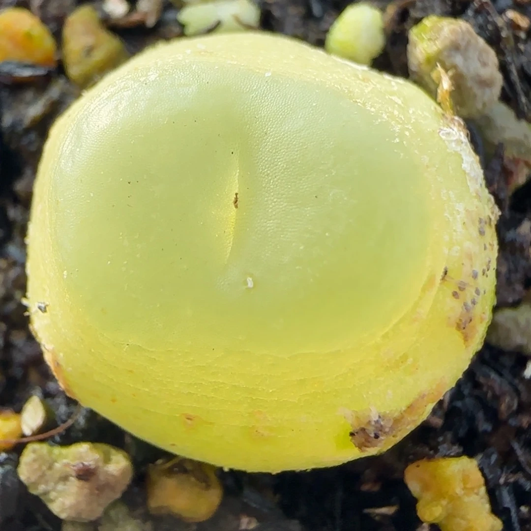 多肉植物1.7公分拉登29号链接