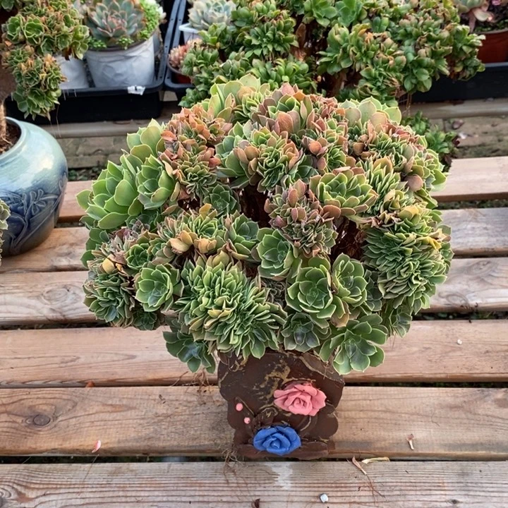 玫瑰朵朵缀不带盆脱土裸根发货