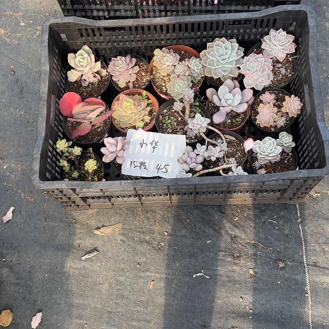 ****华15颗小老桩多肉脱土