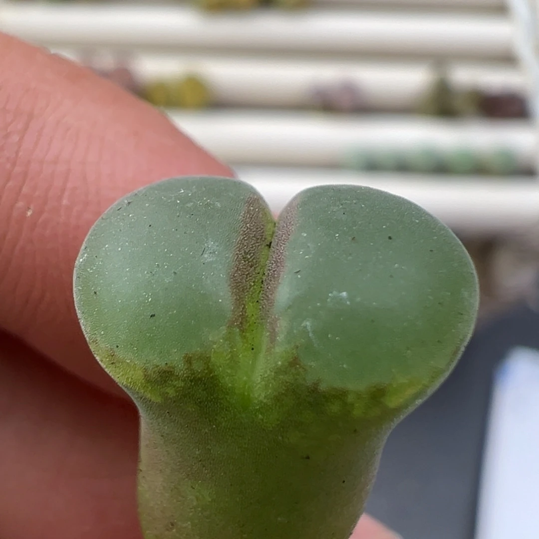 12.12好看的多肉脱土发货834