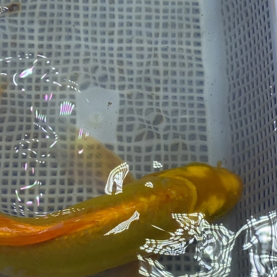 锦鲤冷水锦鲤包邮