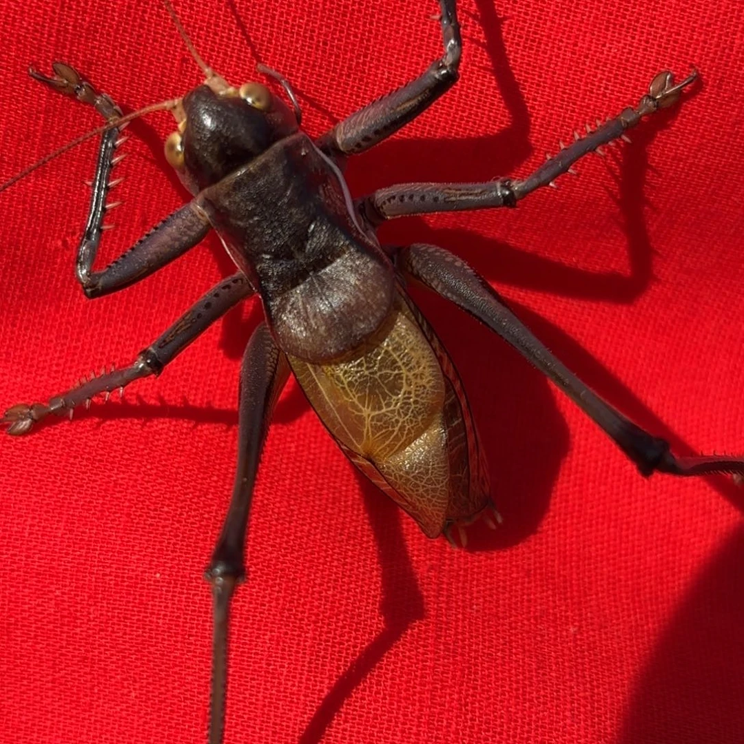 C****蝈蝈蝈蝈福福价格