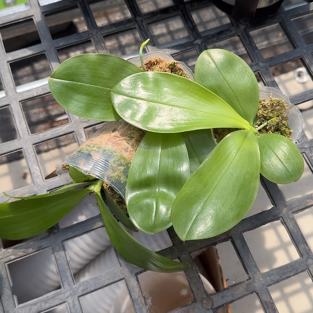 当前无花栽培后可以开花钻石交蓝喜鹊