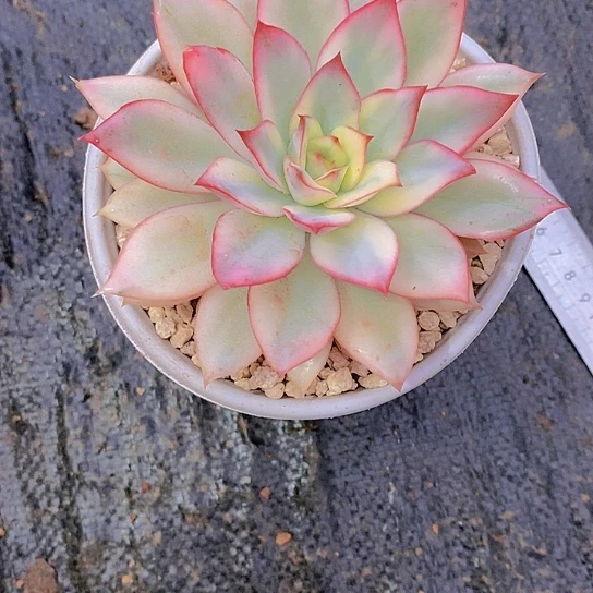 无花朵姚*玉碟锦多肉植物