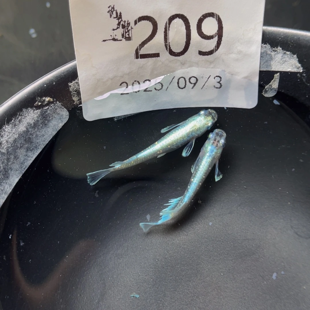 青鳉209玛利亚宽鳍一对