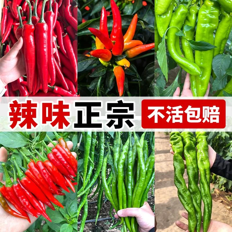辣椒苗秧苗四季线椒种籽特辣杭椒种子盆栽春季蔬菜苗辣椒种孑大全