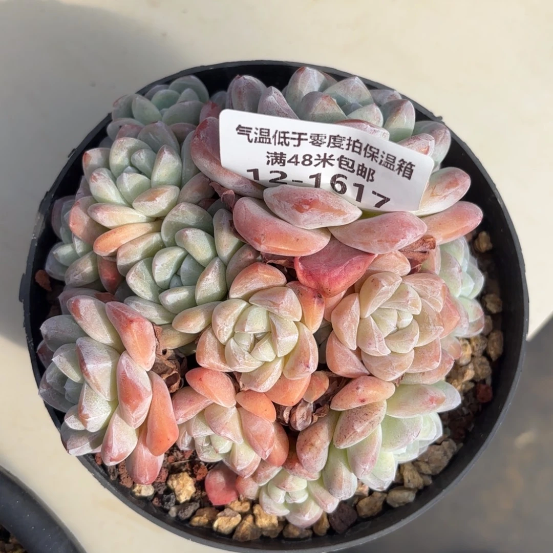 小***姐1617冰玉多肉植物