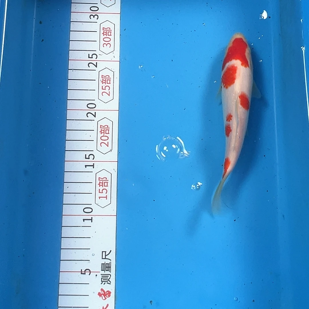 锦鲤鑫泓锦鲤养殖