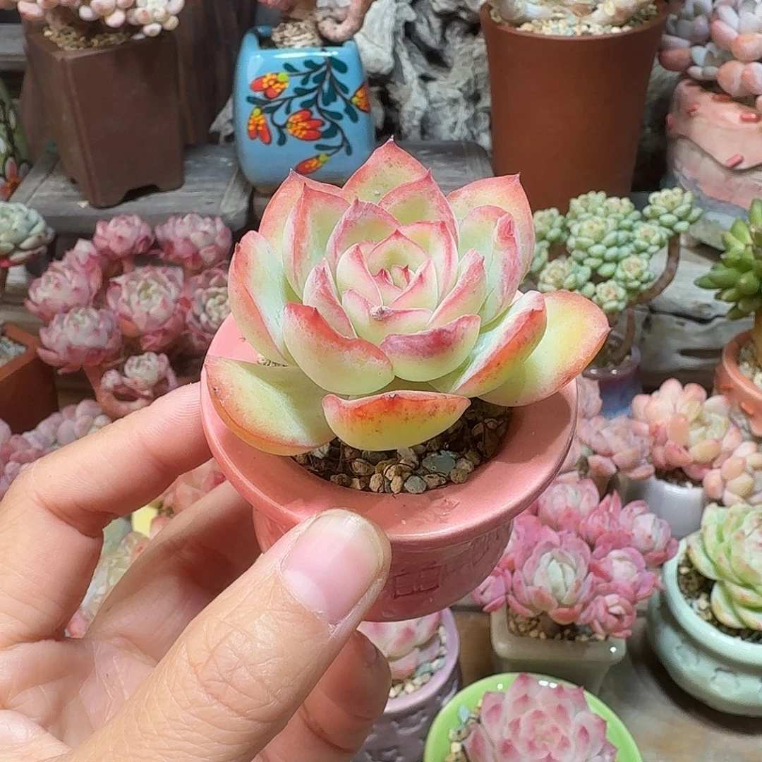 晨露 多肉含盆土 一物一拍