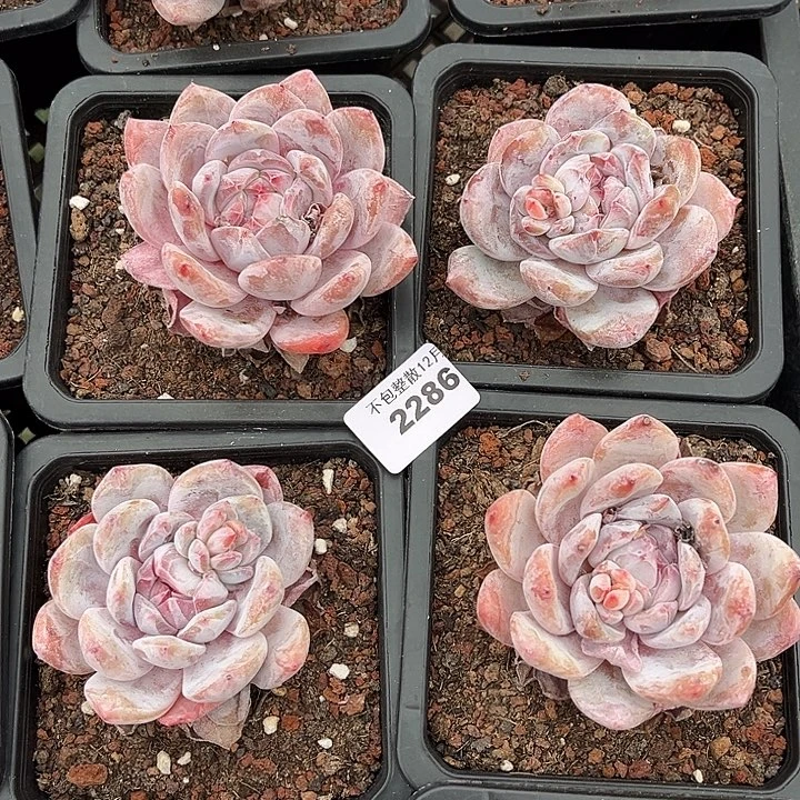 阿雅园艺。      2286梦露四颗