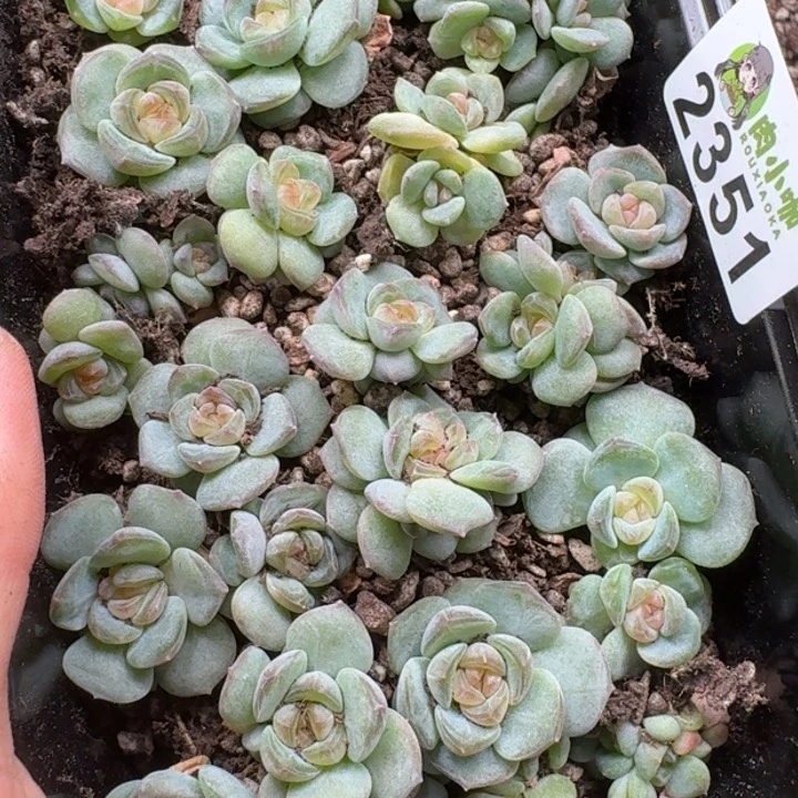 泡***x无花朵多肉植物多肉植物