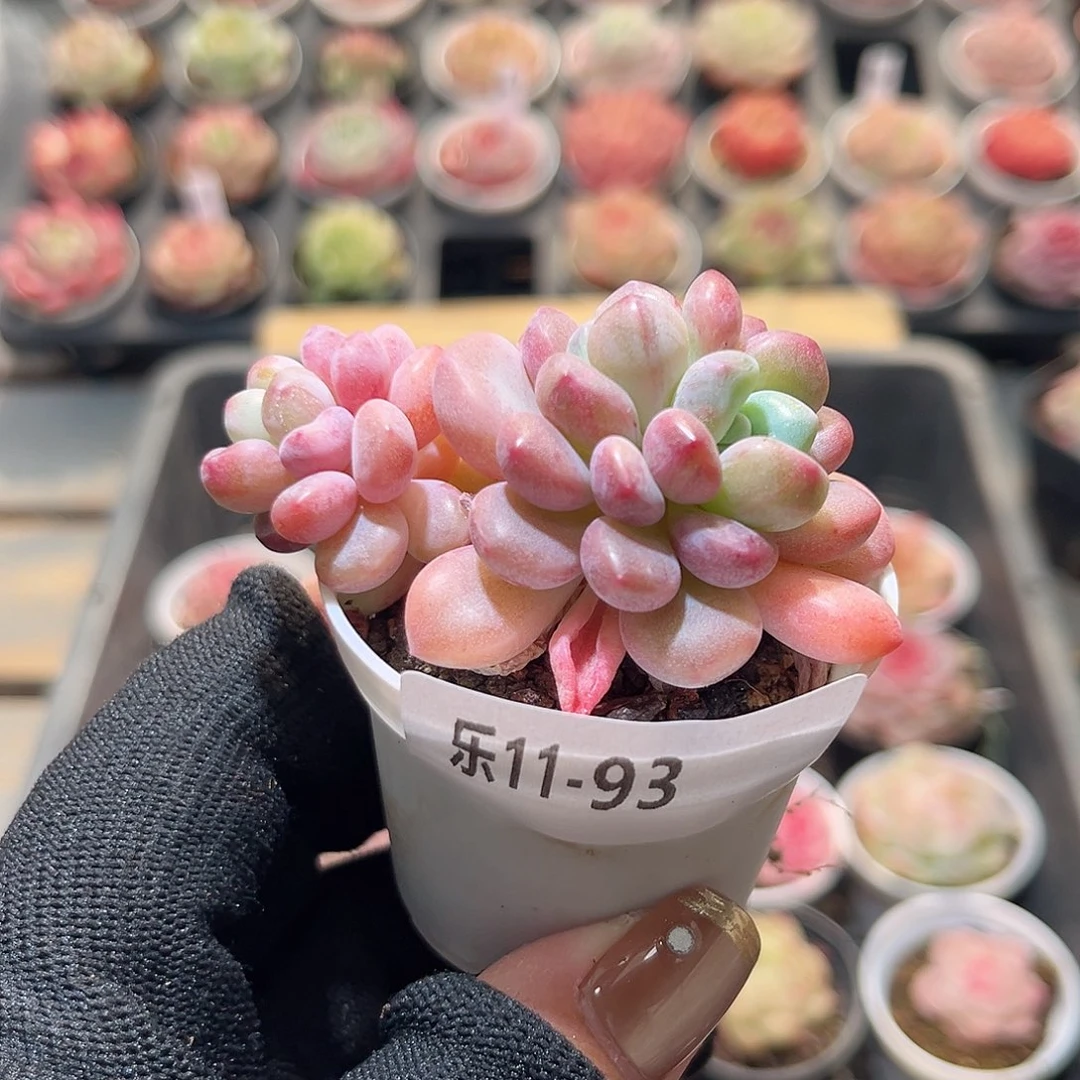 乐11-93 白鹭不包整