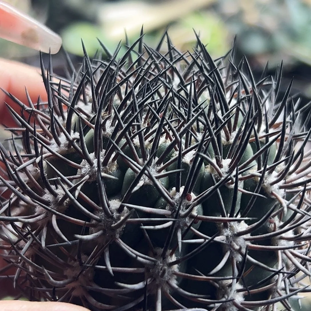 逆豹有根仙人球66666666