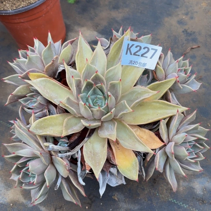 瑞妈多肉植物227.