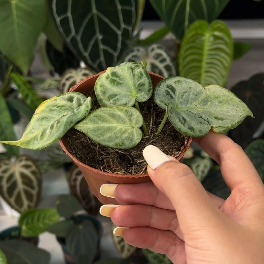 不开花植物银色克隆545